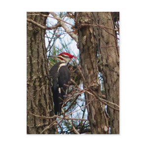 Male Pileated Woodpecker Postcard