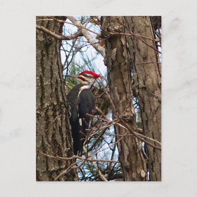 Male Pileated Woodpecker Postcard (Front)