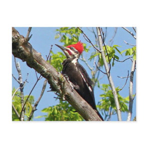 Male Pileated Woodpecker Postcard