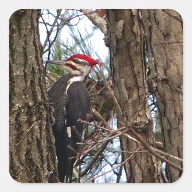 Male Pileated Woodpecker Square Sticker (Front)