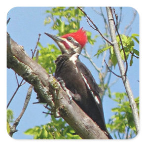 Male Pileated Woodpecker Square Sticker