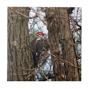 Male Pileated Woodpecker Tile