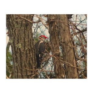 Male Pileated Woodpecker Wood Art