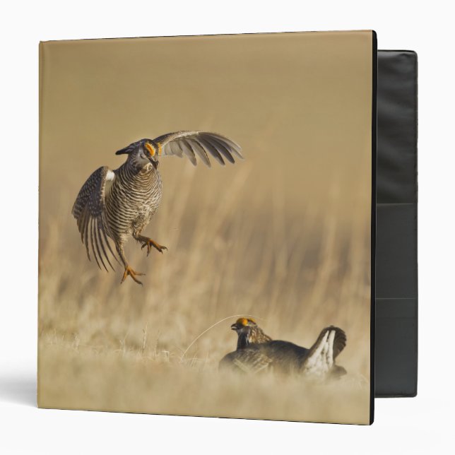 Male prairie chickens at lek in Loup County 3 Ring Binder (Front/Inside)