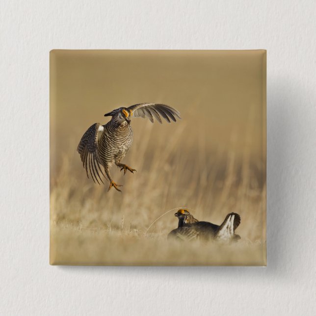 Male prairie chickens at lek in Loup County Button (Front)