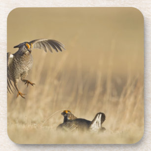 Male prairie chickens at lek in Loup County Drink Coaster