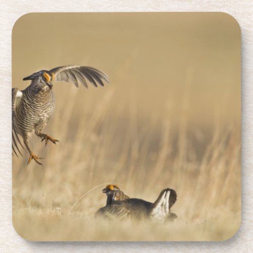Male prairie chickens at lek in Loup County Drink Coaster