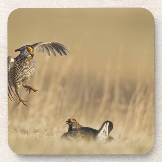 Male prairie chickens at lek in Loup County Drink Coaster (Front)