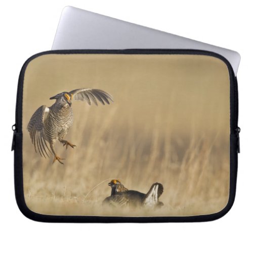 Male prairie chickens at lek in Loup County Laptop Sleeve