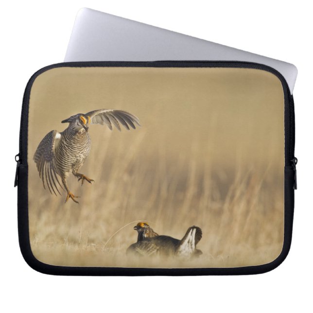 Male prairie chickens at lek in Loup County Laptop Sleeve (Front)