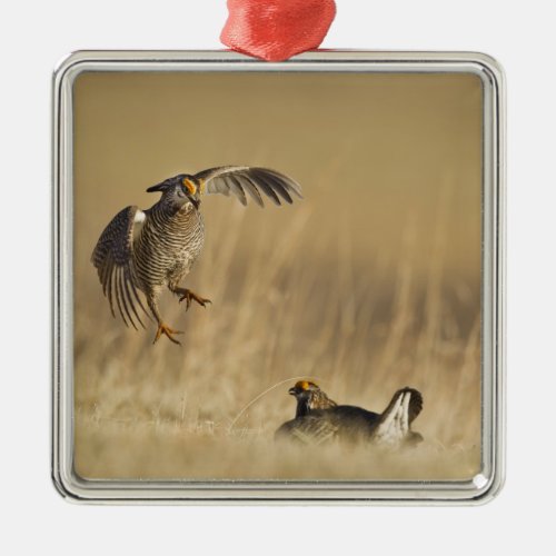 Male prairie chickens at lek in Loup County Metal Ornament