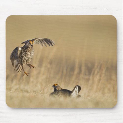 Male prairie chickens at lek in Loup County Mouse Pad