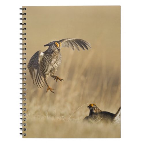 Male prairie chickens at lek in Loup County Notebook