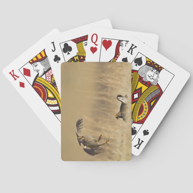 Male prairie chickens at lek in Loup County Poker Cards (Back)