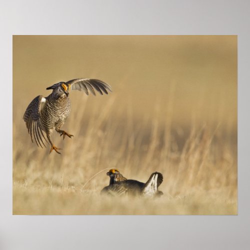 Male prairie chickens at lek in Loup County Poster