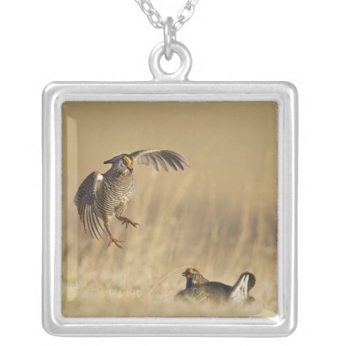 Male prairie chickens at lek in Loup County Silver Plated Necklace