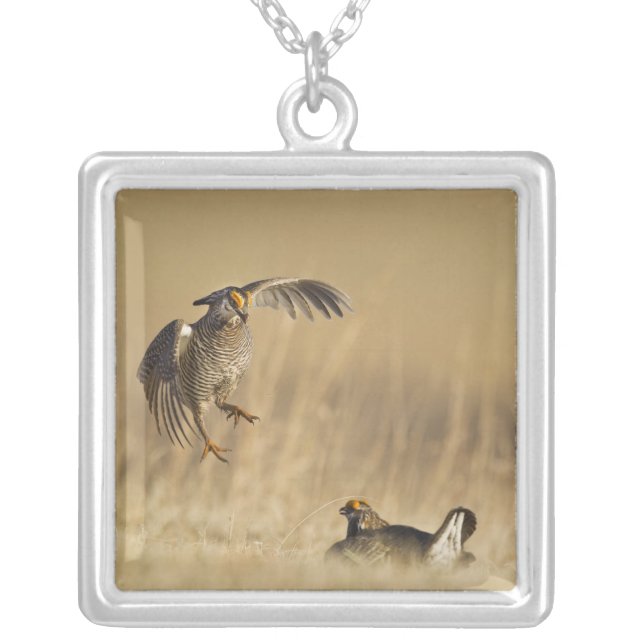 Male prairie chickens at lek in Loup County Silver Plated Necklace (Front)