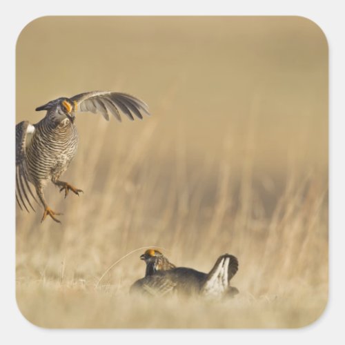 Male prairie chickens at lek in Loup County Square Sticker