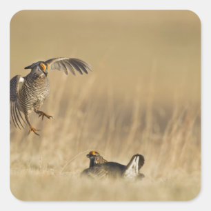 Male prairie chickens at lek in Loup County Square Sticker
