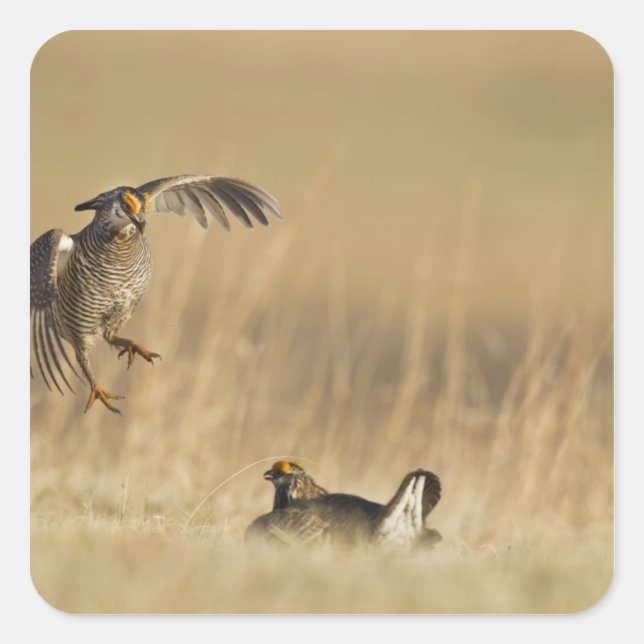 Male prairie chickens at lek in Loup County Square Sticker (Front)