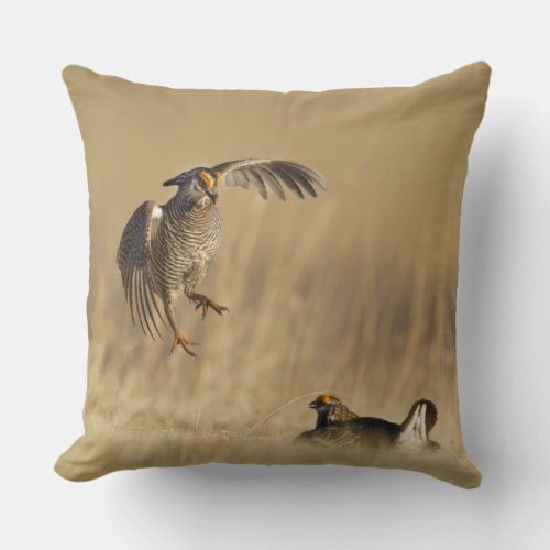 Male prairie chickens at lek in Loup County Throw Pillow