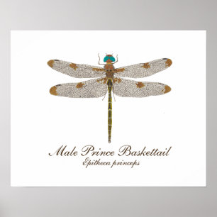 Male Prince Baskettail Dragonfly Art Poster