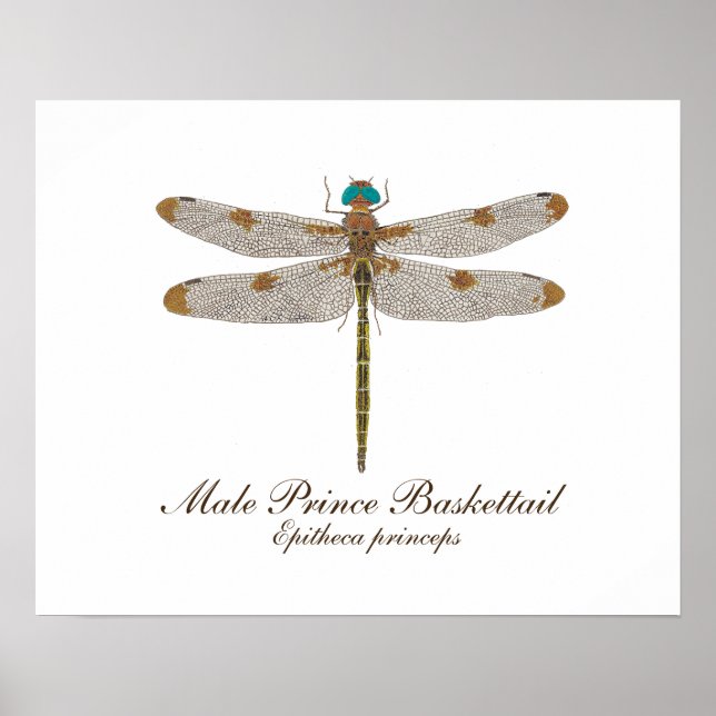 Male Prince Baskettail Dragonfly Art Poster (Front)