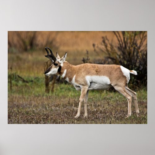 Male Pronghorn Willow Flats Grand Teton Poster