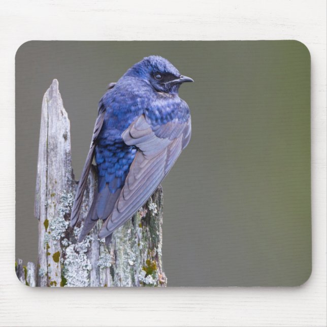 Male Purple Martin nest over Lake Sammamish Mouse Pad (Front)