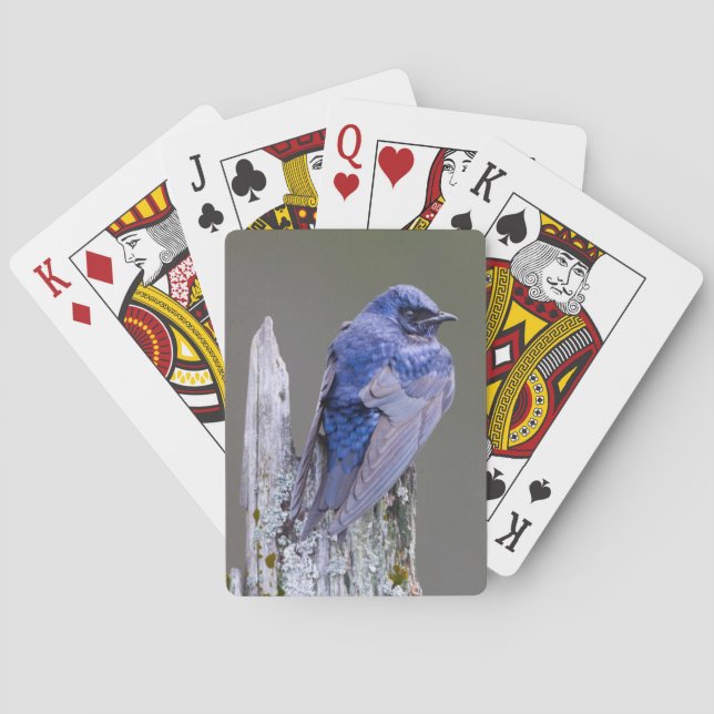Male Purple Martin nest over Lake Sammamish Poker Cards (Back)