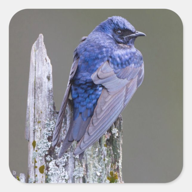 Male Purple Martin nest over Lake Sammamish Square Sticker (Front)