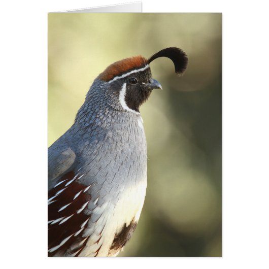 Male Quail (Front)