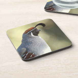 Male Quail Beverage Coaster