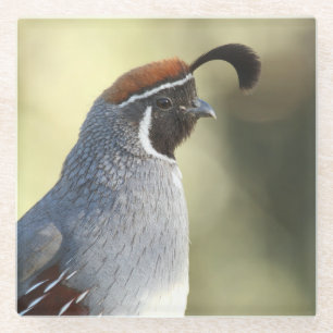Male Quail Glass Coaster