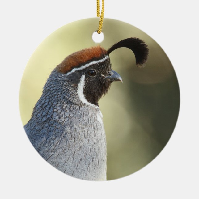 Male Quail Portrait Ceramic Ornament (Front)