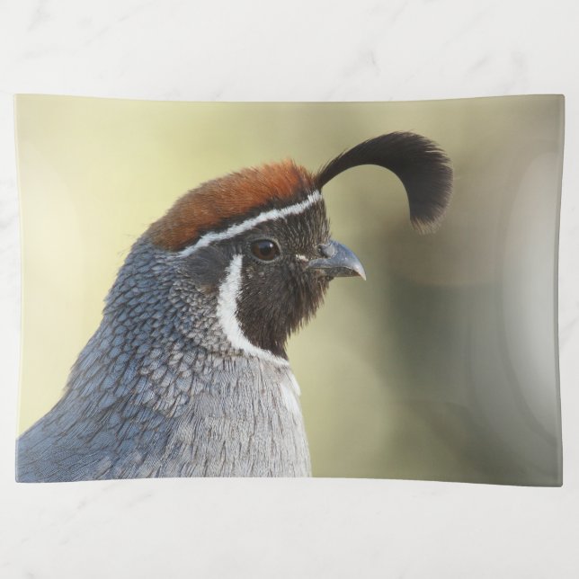 Male Quail Trinket Tray (Front)