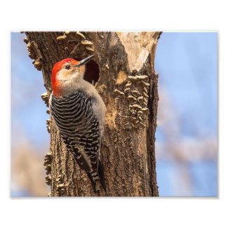 Male Red Bellied Woodpecker Photography Print