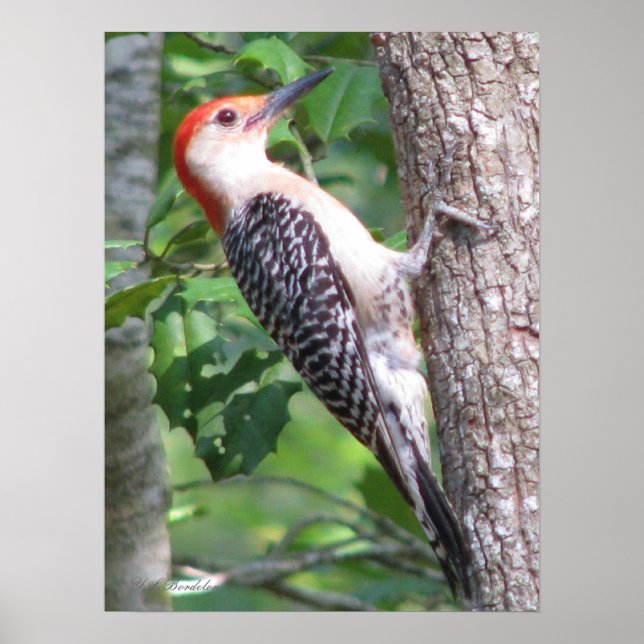 Male Red-bellied Woodpecker Poster (Front)