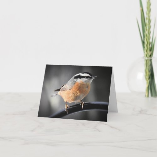 Male Red_breasted Nuthatch blank inside Card