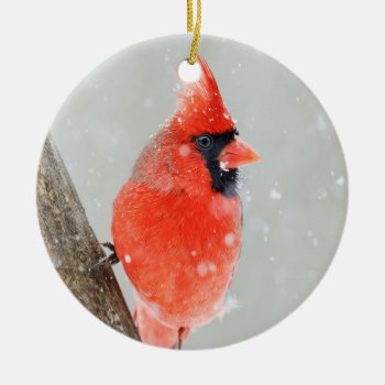 Male Red Cardinal Snowy Branch Ornament by nikkilynndesign at Zazzle