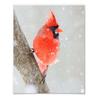 Male Red Cardinal Snowy Branch Photo Print