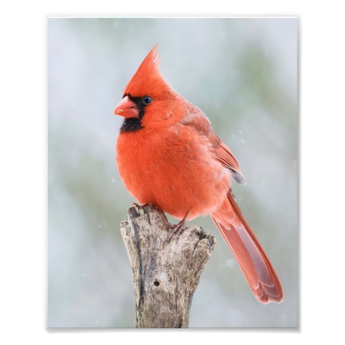Male Red Cardinal Snowy Branch Snowy Tree Stump Photo Print