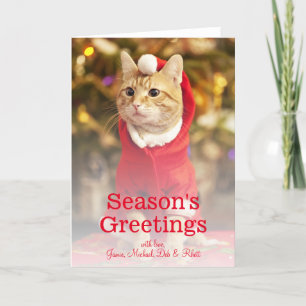 Male red cat wearing santa costume holiday card