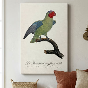 Male Red-Cheeked Parrot, Geoffroyus geoffroyi Canvas Print