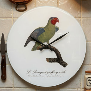 Male Red-Cheeked Parrot, Geoffroyus geoffroyi Large Clock
