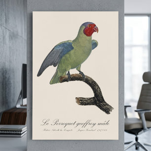 Male Red-Cheeked Parrot, Geoffroyus geoffroyi Metal Print
