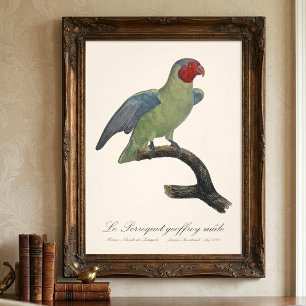 Male Red-Cheeked Parrot, Geoffroyus geoffroyi Photo Print