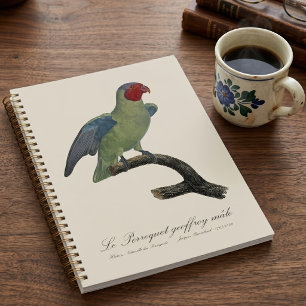 Male Red-Cheeked Parrot, Geoffroyus geoffroyi Planner