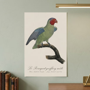 Male Red-Cheeked Parrot, Geoffroyus geoffroyi Poster