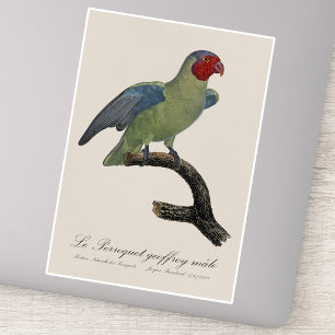 Male Red-Cheeked Parrot, Geoffroyus geoffroyi Sticker